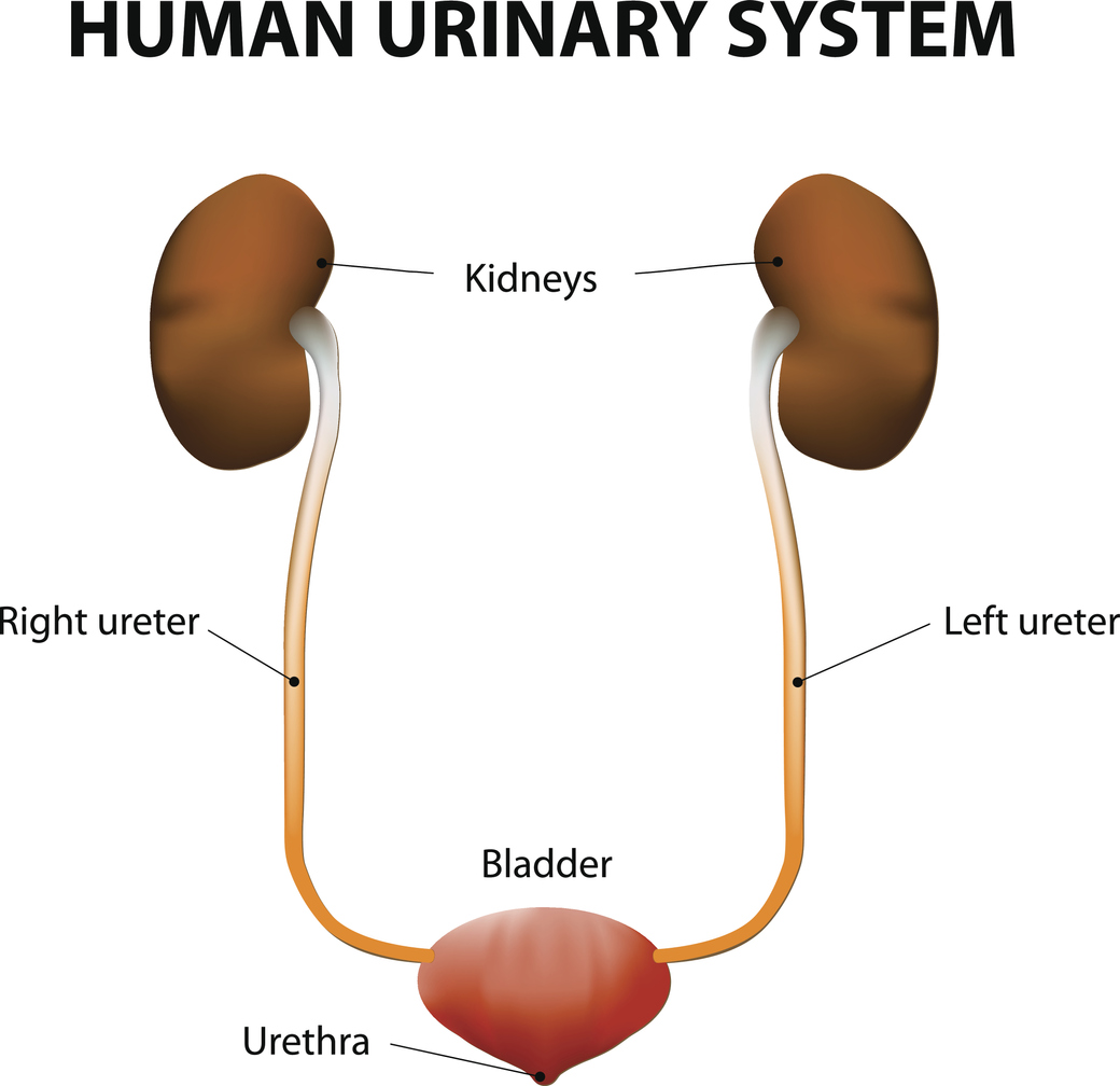 What Doctor Do You See For Endometriosis Of The Ureters? - Endo Global 